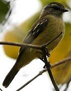 Yellow-crowned Tyrannulet