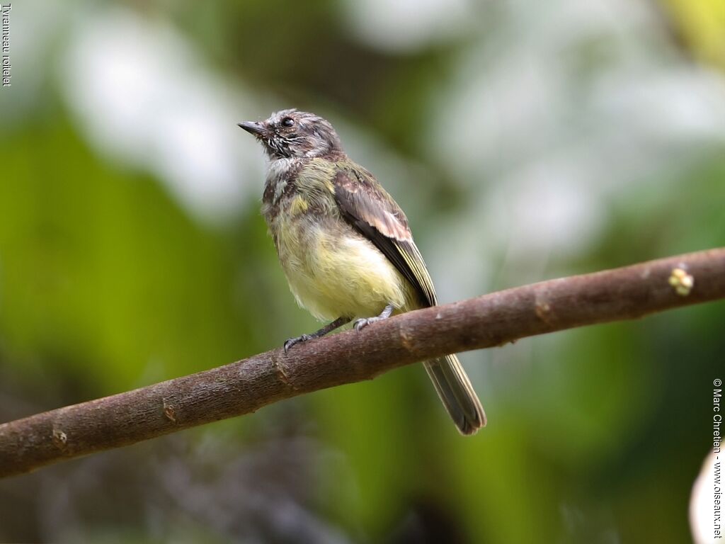 Yellow-crowned Tyrannuletimmature