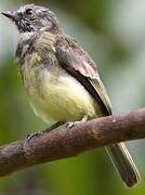 Yellow-crowned Tyrannulet