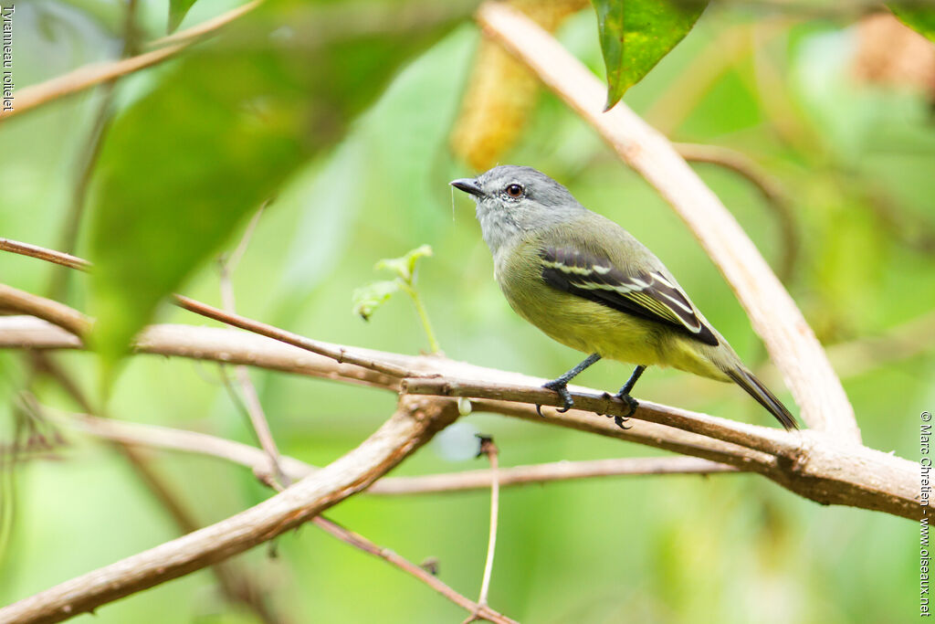 Yellow-crowned Tyrannuletadult