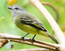 Yellow-crowned Tyrannulet