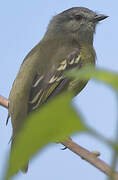 Yellow-crowned Tyrannulet