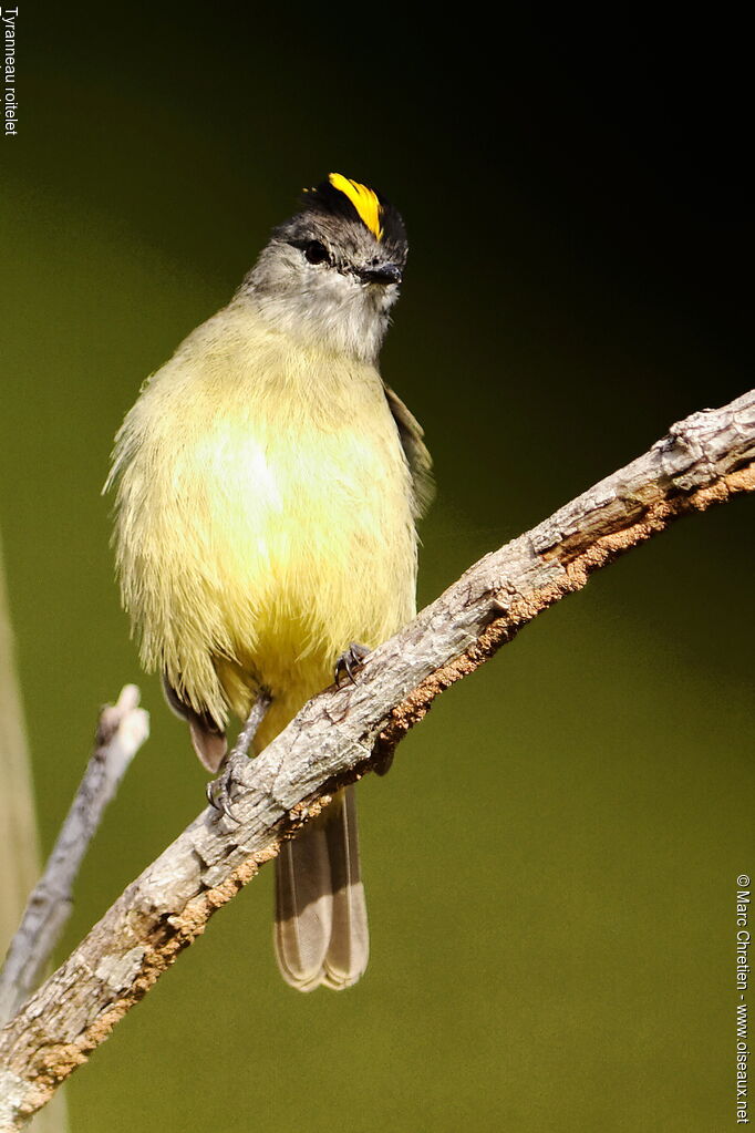 Tyranneau roitelet mâle adulte