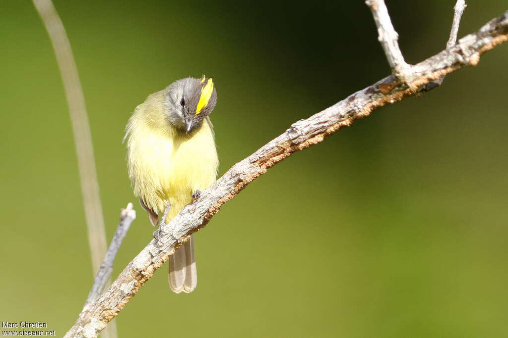 Yellow-crowned Tyrannuletadult, close-up portrait, pigmentation