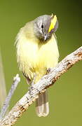 Yellow-crowned Tyrannulet