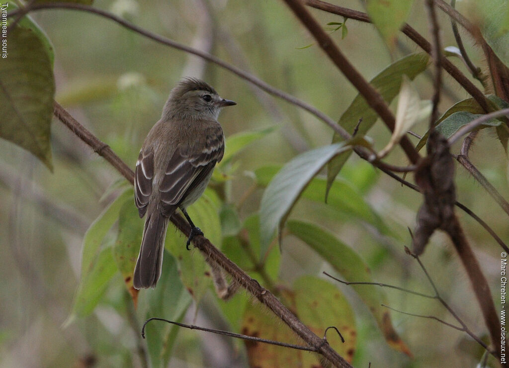 Mouse-colored Tyrannulet