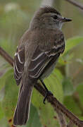 Southern Mouse-colored Tyrannulet