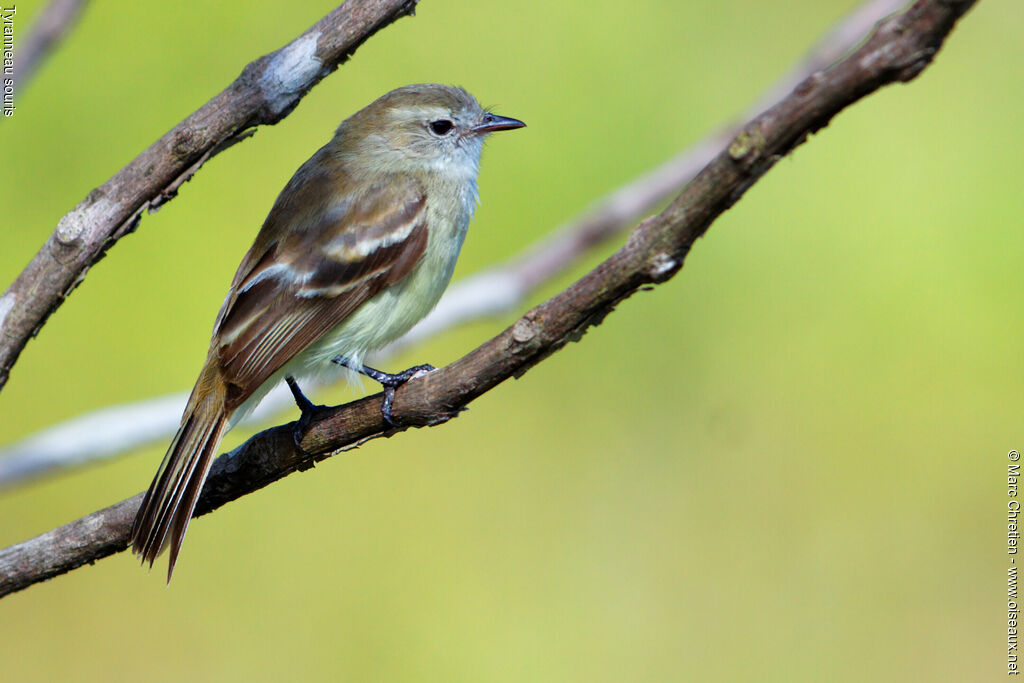 Mouse-colored Tyrannulet