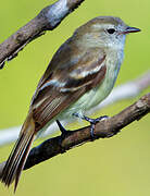 Mouse-colored Tyrannulet