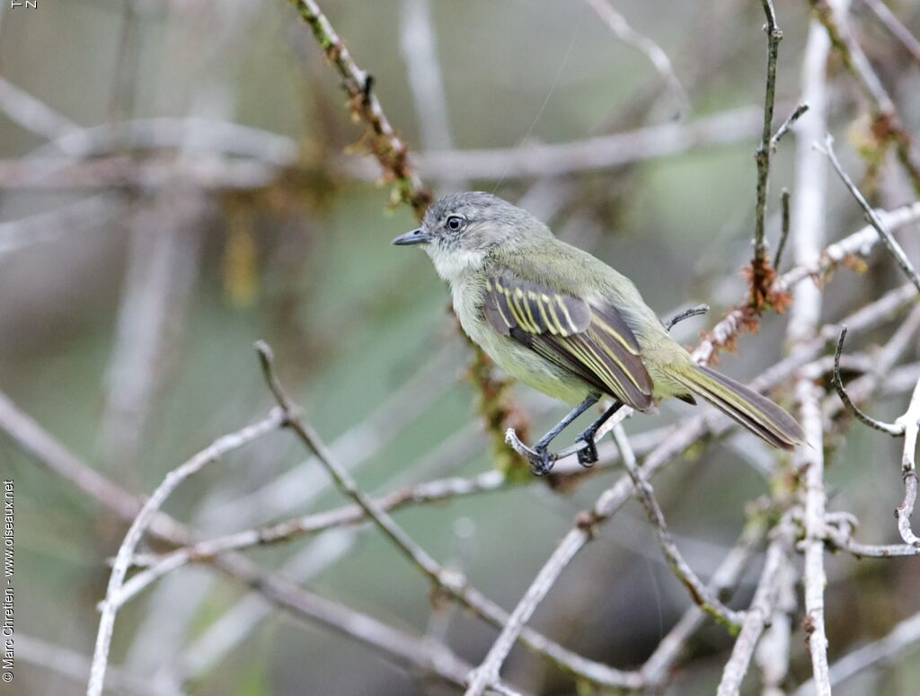 Guianan Tyrannuletadult