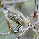 Tyranneau vif