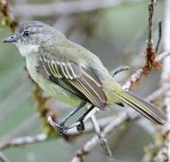 Guianan Tyrannulet