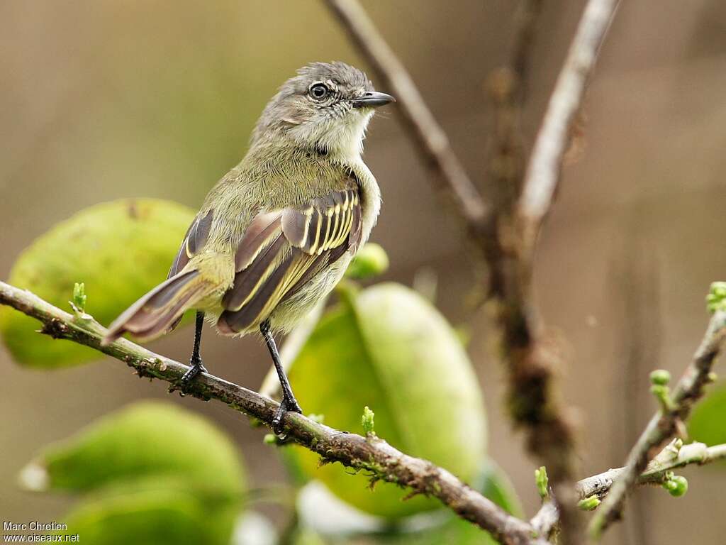 Guianan Tyrannuletadult