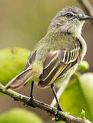 Guianan Tyrannulet