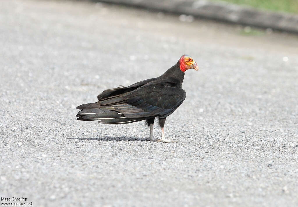 Lesser Yellow-headed Vultureadult, Behaviour