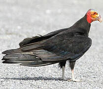 Lesser Yellow-headed Vulture