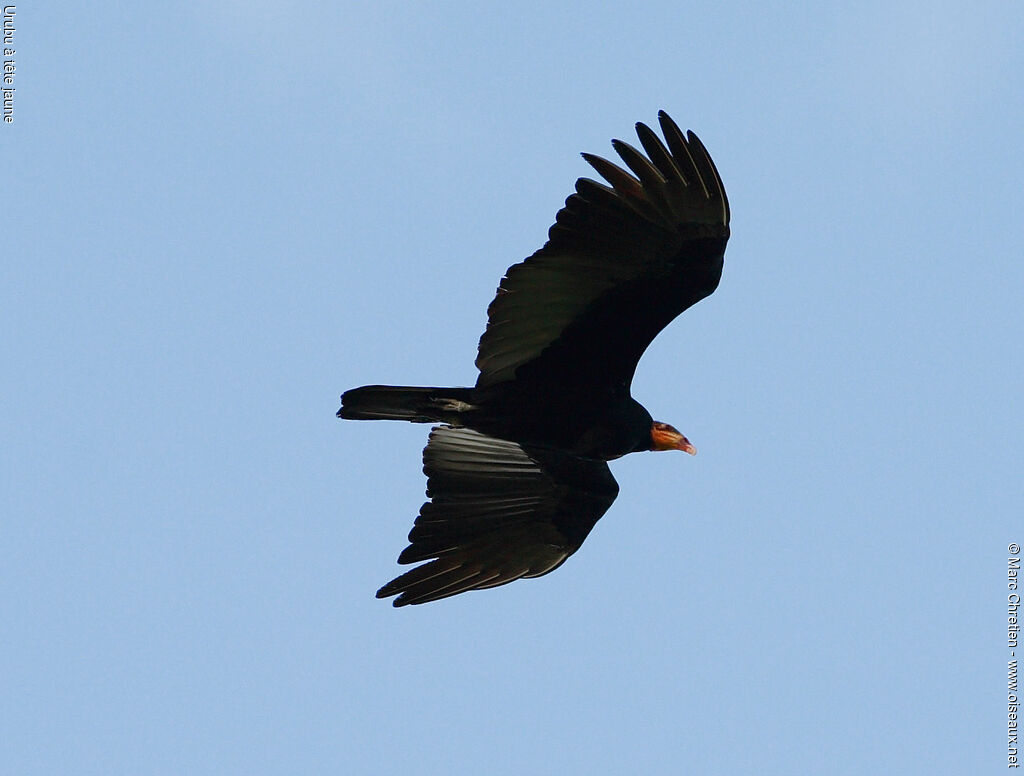 Lesser Yellow-headed Vulture