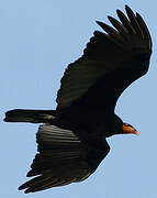 Lesser Yellow-headed Vulture