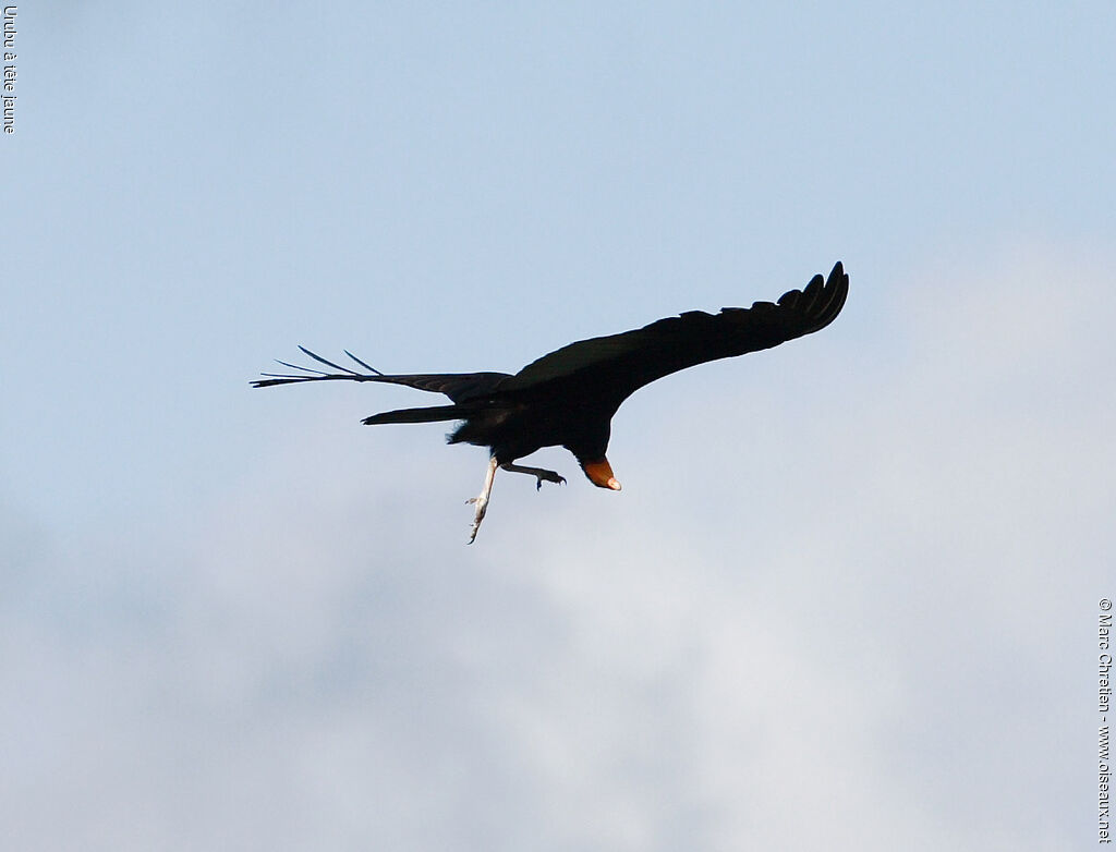 Lesser Yellow-headed Vulture