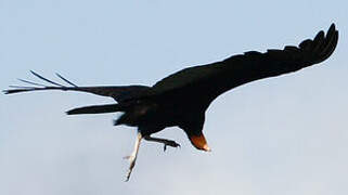 Lesser Yellow-headed Vulture