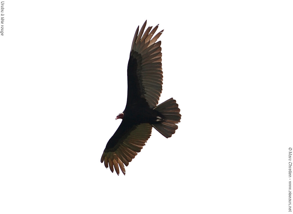 Turkey Vulture