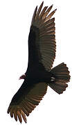 Turkey Vulture