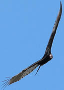 Turkey Vulture