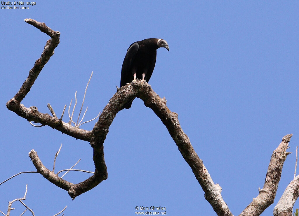 Turkey Vulture