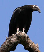 Turkey Vulture