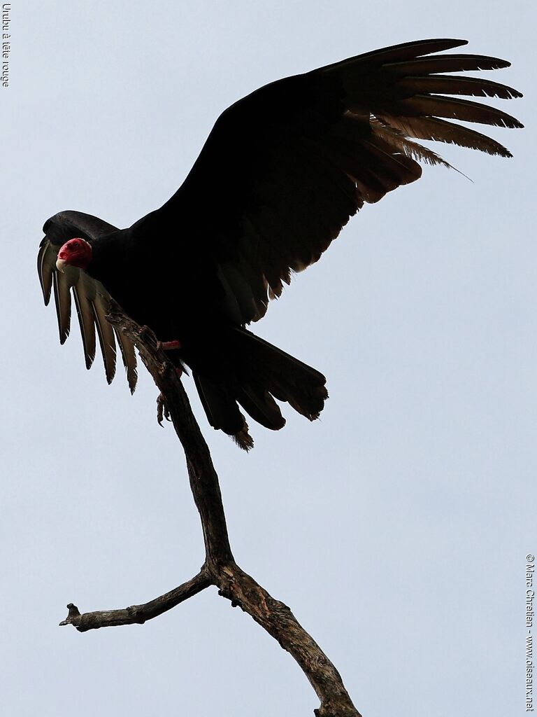 Urubu à tête rouge