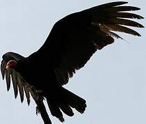 Turkey Vulture