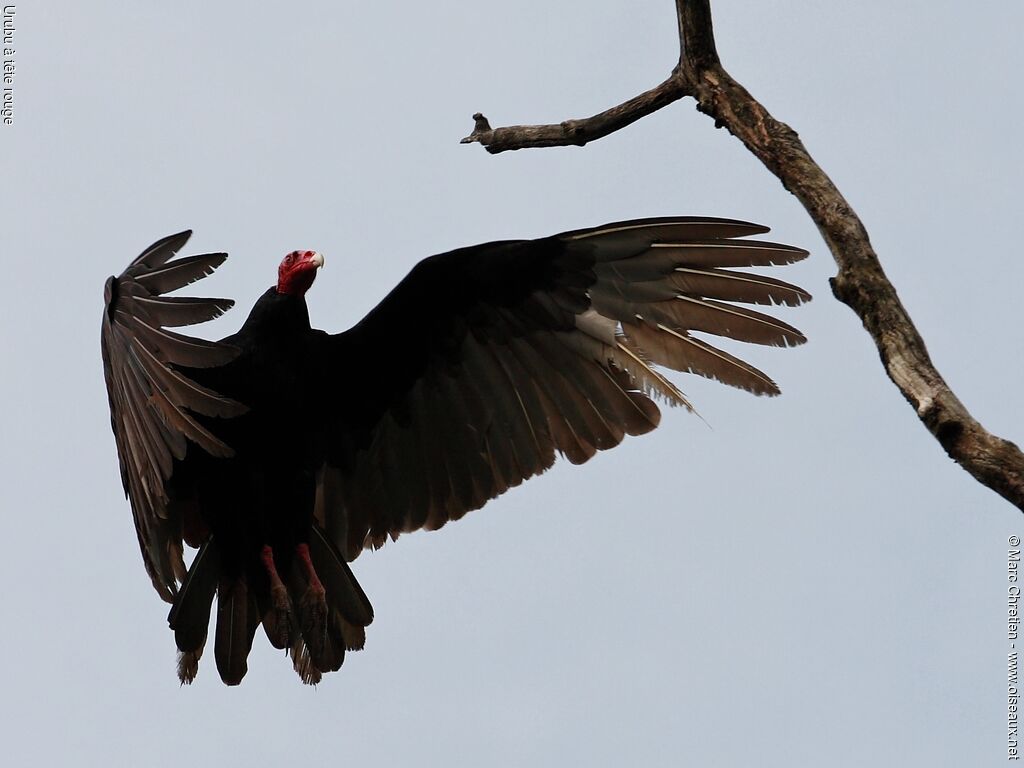 Urubu à tête rouge