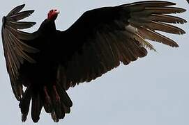 Turkey Vulture