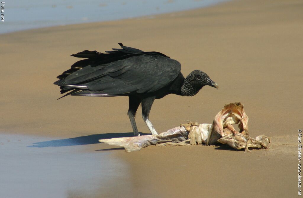 Black Vulture