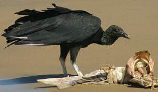 Black Vulture