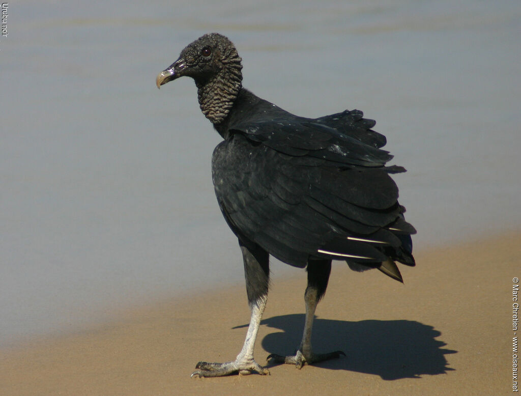 Black Vulture