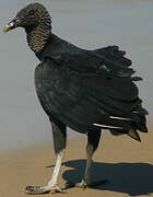 Black Vulture