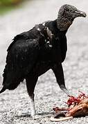 Black Vulture