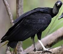 Black Vulture