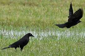 Giant Cowbird