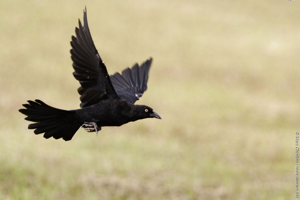 Giant Cowbird