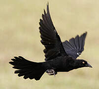 Giant Cowbird