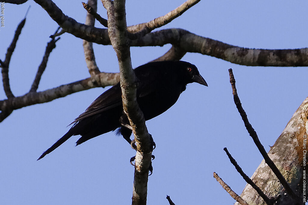 Giant Cowbird