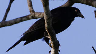 Giant Cowbird