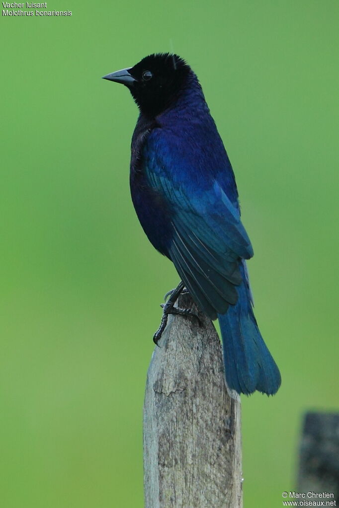 Shiny Cowbird male adult