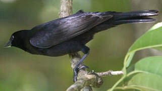 Shiny Cowbird