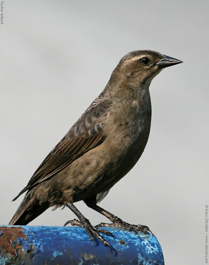 Shiny Cowbird female