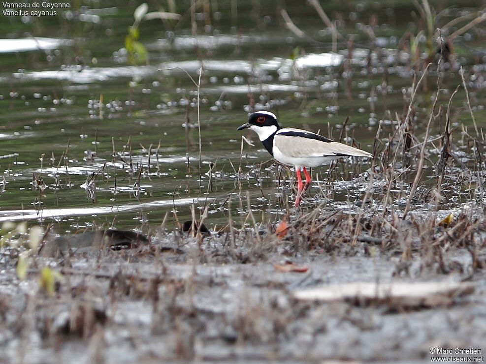 Pied Plover