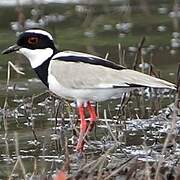 Pied Plover