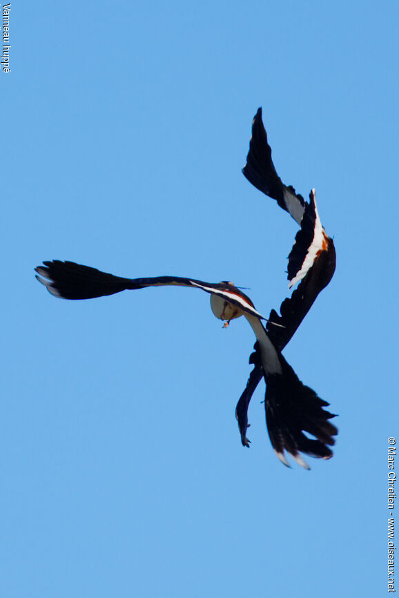 Northern Lapwingadult